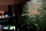 Blick zum Tiefenaquarium
Blick zum Tiefenaquarium