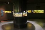 Blick zu den Aquarien
Blick zu den Aquarien