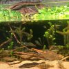 Aquarium mit heimischen Süßwasserfischen
Aquarium mit heimischen Süßwasserfischen