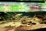 Aquarium Fliesgewässer
Aquarium Fliesgewässer