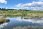 Seerosen im Kanal
